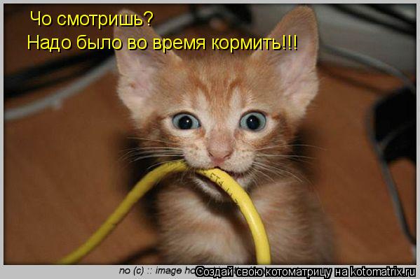 Котоматрица: Чо смотришь? Надо было во время кормить!!!