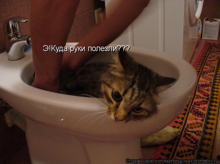 Котоматрица: Э!Куда руки полезли???