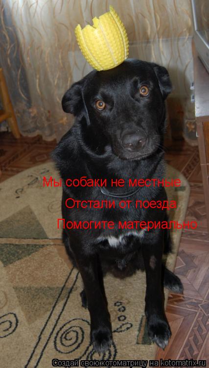 Котоматрица: Мы собаки не местные Отстали от поезда Помогите материально