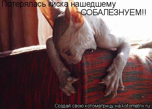 Котоматрица: Потерялась киска нашедшему  СОБАЛЕЗНУЕМ!!
