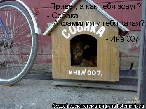 Котоматрица: - Привет, а как тебя зовут?  - Собака.  - А фамилия у тебя какая?  - Инв№007