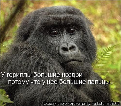 У гориллы большие ноздри, потому что у нее большие пальцы.... Котоматрица: У гориллы большие ноздри, потому что у нее большие пальцы.