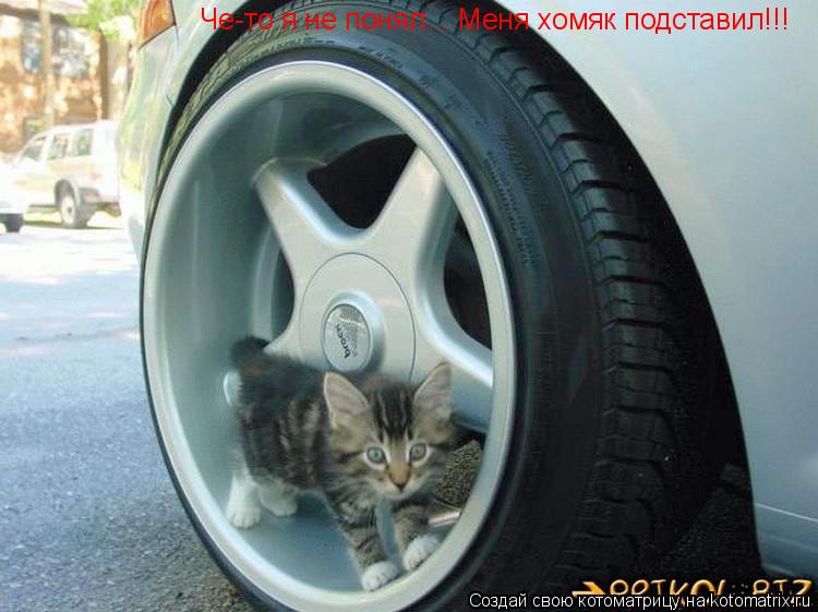 Котоматрица: Че-то я не понял... Меня хомяк подставил!!!