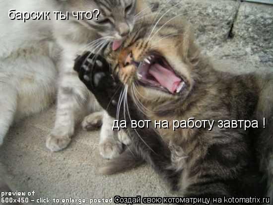 Котоматрица: барсик ты что? да вот на работу завтра !