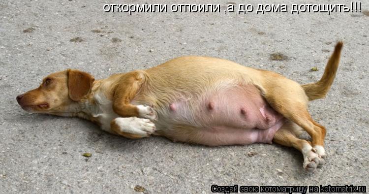 Котоматрица: откормили отпоили ,а до дома дотощить!!!