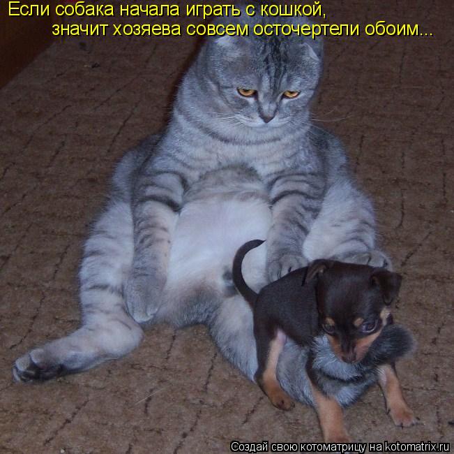 Котоматрица: Если собака начала играть с кошкой, значит хозяева совсем осточертели обоим...