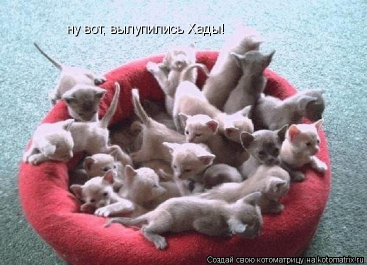 Котоматрица: ну вот, вылупились Хады!