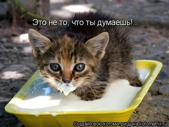Котоматрица: Это не то, что ты думаешь!..