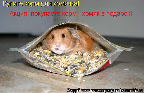 Котоматрица: Купите корм для хомячка!  Акция: покупаете корм - хомяк в подарок!