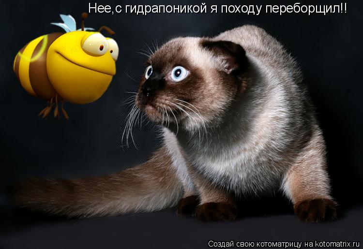 Котоматрица: Нее,с гидрапоникой я походу переборщил!!