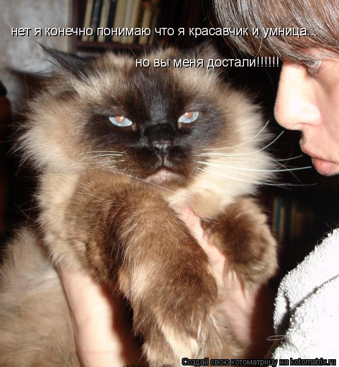 Котоматрица: нет я конечно понимаю что я красавчик и умница...  но вы меня достали!!!!!!