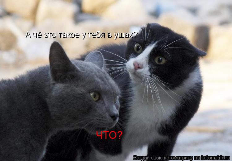 Котоматрица: А чё это такое у тебя в ушах? ЧТО?