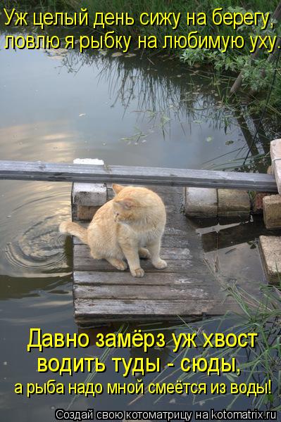 Котоматрица: Уж целый день сижу на берегу, ловлю я рыбку на любимую уху. Давно замёрз уж хвост водить туды - сюды, а рыба надо мной смеётся из воды!