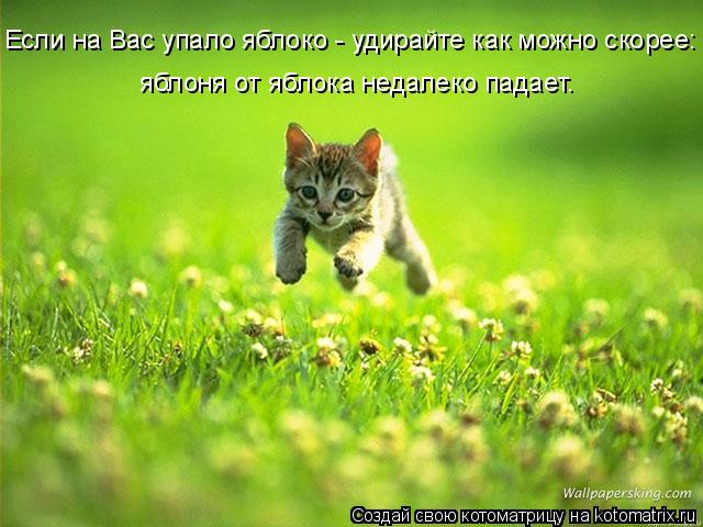 Котоматрица: Если на Вас упало яблоко - удирайте как можно скорее: яблоня от яблока недалеко падает.