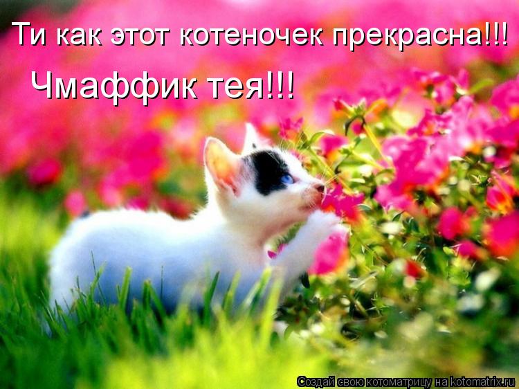 Ти как этот котеночек прекрасна!!! Чмаффик тея!!!... Котоматрица: Ти как этот котеночек прекрасна!!! Чмаффик тея!!!