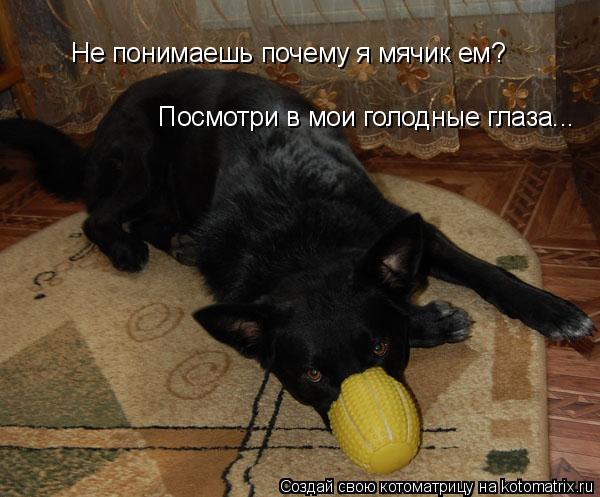 Котоматрица: Не понимаешь почему я мячик ем? Посмотри в мои голодные глаза...