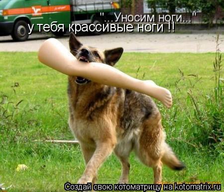 у тебя крассивые ноги !!... Котоматрица: у тебя крассивые ноги !!