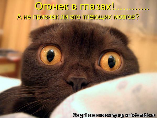 Котоматрица: Огонек в глазах!............ А не признак ли это тлеющих мозгов?