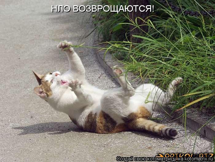 НЛО ВОЗВРОЩАЮТСЯ!... Котоматрица: НЛО ВОЗВРОЩАЮТСЯ!