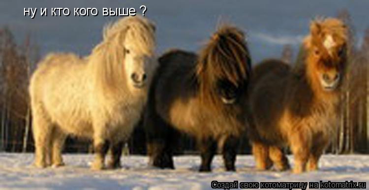 ну и кто кого выше ?... Котоматрица: ну и кто кого выше ?