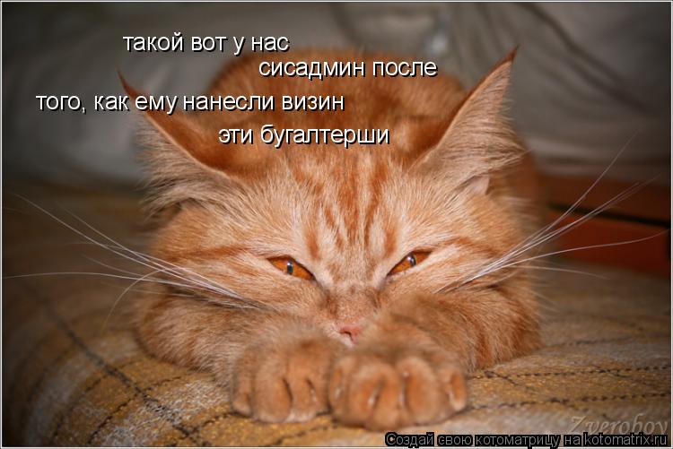 Котоматрица: такой вот у нас сисадмин после того, как ему нанесли визин эти бугалтерши