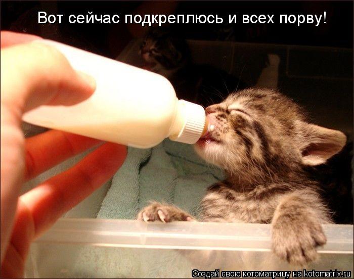 Котоматрица: Вот сейчас подкреплюсь и всех порву!