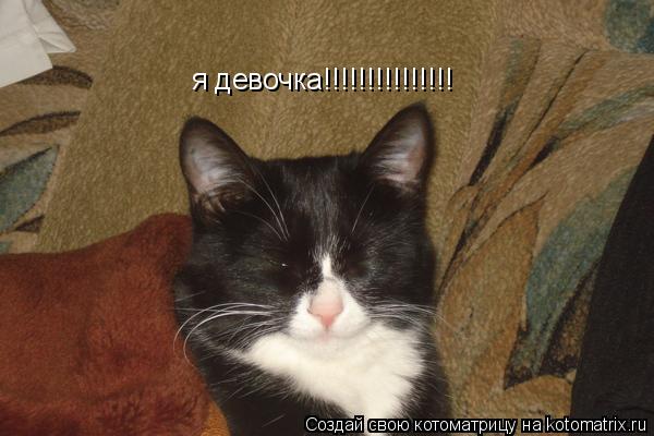 Котоматрица: я девочка!!!!!!!!!!!!!!!