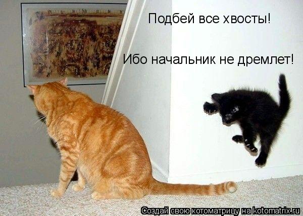 Котоматрица: Подбей все хвосты! Ибо начальник не дремлет!