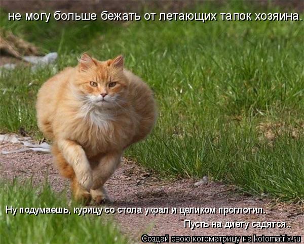 не могу больше бежать от летающих тапок хозяина. Ну подумаешь, курицу со стола украл и целиком прогло... Котоматрица: не могу больше бежать от летающих тапок хозяина. Ну подумаешь, курицу со стола украл и целиком проглотил. Пусть на диету садятся..