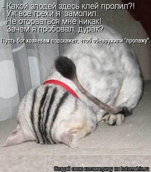 Котоматрица: - Какой злодей здесь клей пролил?! Не оторваться мне никак! Зачем я пробовал, дурак? Уж все грехи я  замолил,  Пусть бог хозяевам подскажет, что