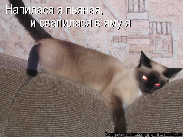 Котоматрица: Напилася я пьяная,и свалилась в яму я Напилася я пьяная, и свалилася в яму я