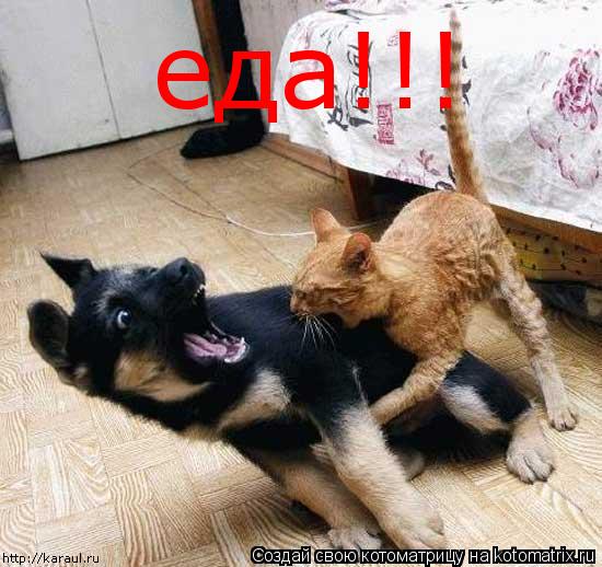 Котоматрица: еда!!!