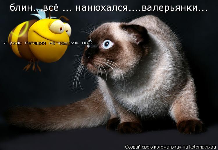 Котоматрица: блин...всё ... нанюхался....валерьянки... я  ужас  летящий  на  крыльях  ночи...