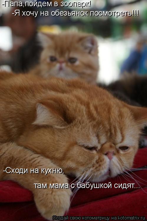 -Папа,пойдем в зоопарк! -Я хочу на обезьянок посмотреть!!! -Сходи на кухню, там мама с бабушкой сидят... Котоматрица: -Папа,пойдем в зоопарк! -Я хочу на обезьянок посмотреть!!! -Сходи на кухню, там мама с бабушкой сидят...