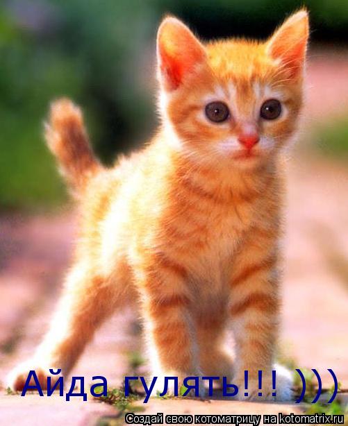 Котоматрица: Айда гулять!!! ))) Айда гулять!!! )))