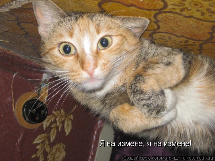 Котоматрица: Я на измене, я на измене!