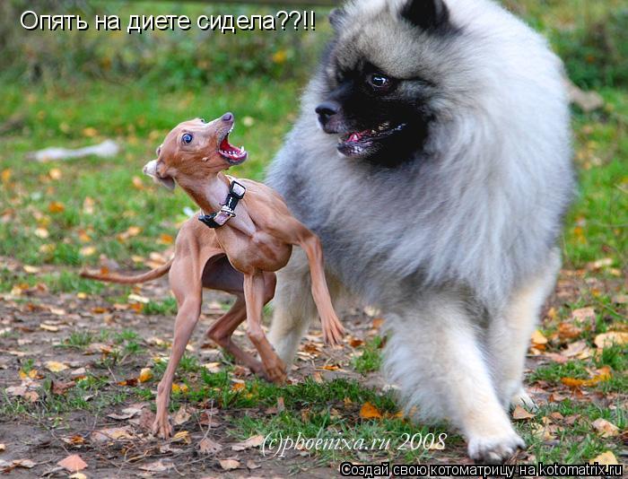 Котоматрица: Опять на диете сидела??!!