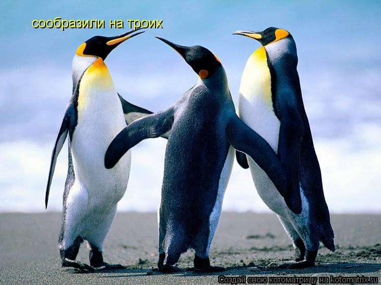 Котоматрица: сообразили на троих