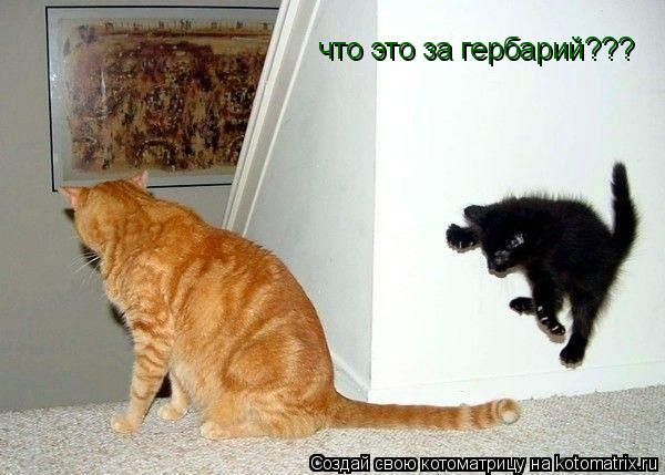 Котоматрица: что это за гербарий???
