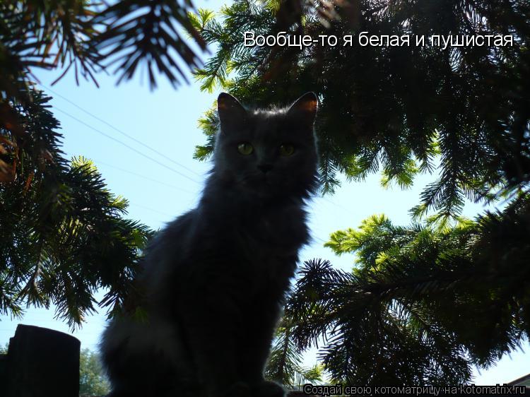 Котоматрица: Вообще-то я белая и пушистая