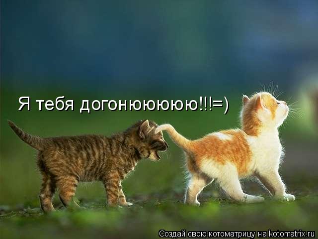 Котоматрица: Я тебя догонююююю!!!=)