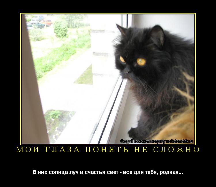 Котоматрица: Мои глаза понять не сложно В них солнца луч и счастья свет - все для тебя, родная...