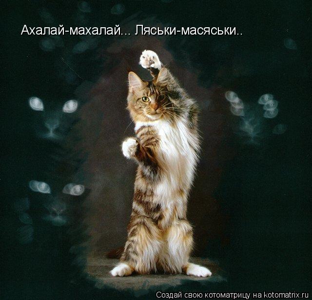 Котоматрица: Ахалай-махалай... Ляськи-масяськи..