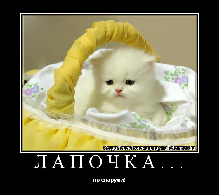 Котоматрица: лапочка... но снаружи!
