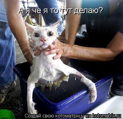 Котоматрица: Дайте в контакте перед смертью зайти Дайте в контакте перед смертью зайти А я че я то тут делаю?