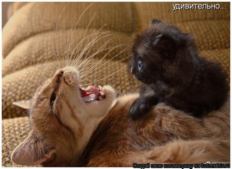 Котоматрица: удивительно...