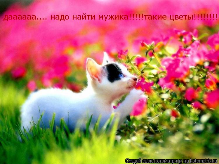 даааааа.... надо найти мужика!!!!!ть такие цветы!!!!!!!!....=) даааааа.... надо найти мужика!!!!!таки... Котоматрица: даааааа.... надо найти мужика!!!!!ть такие цветы!!!!!!!!....=) даааааа.... надо найти мужика!!!!!такие цветы!!!!!!!!....=)