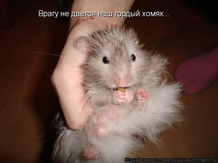 Котоматрица: Врагу не даётся наш гордый хомяк...
