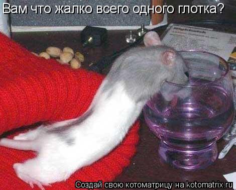 Котоматрица: Вам что жалко всего одного глотка?