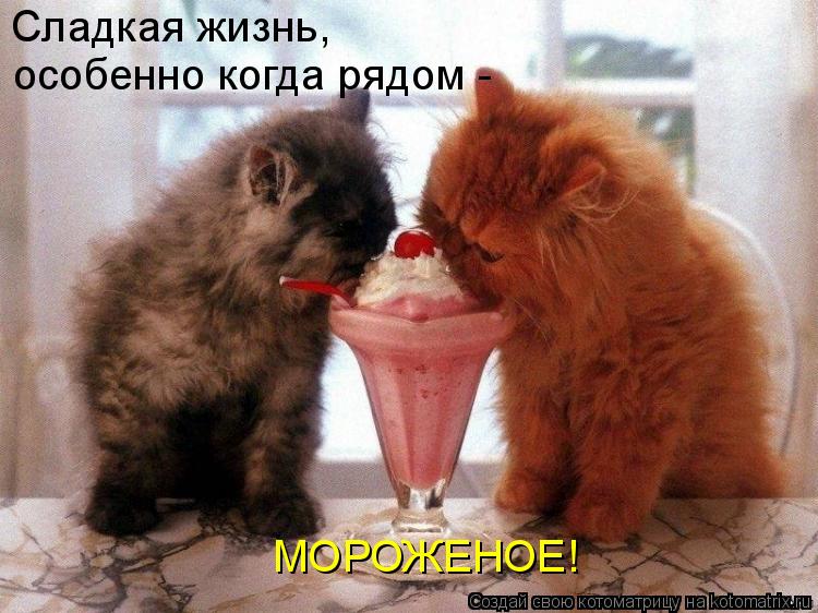 Котоматрица: Сладкая жизнь, особенно когда рядом -  МОРОЖЕНОЕ!